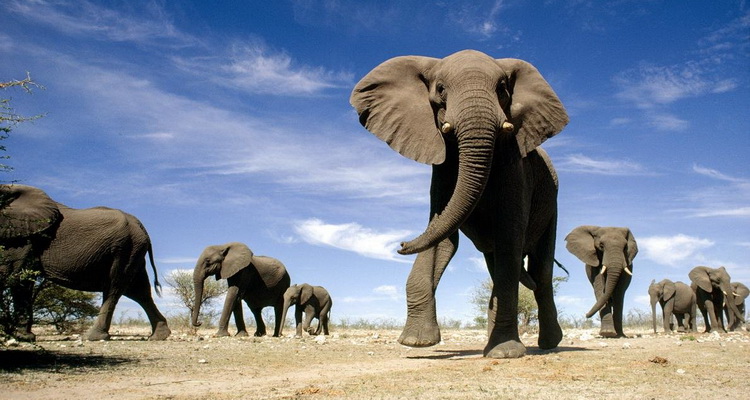 Истории DJI. Защита слонов в Кении